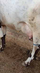 #hfcow #cowforsale #cows #jerseycow Subhan Dairy Farm | Top Australian Cow For Sale Biggest Order Girolando Cow For Sale 40 Litre Milkin dairy farming in punjab india how to learn milking by hand how to make cow farm minecraft 1.21 how to make a cow farm in minecraft java 1.21 milk taking machine from cow yadav dairy farm gosaiganj lucknow how to make a leather farm in minecraft java 1.21 indian cow farming in india dairy farm instructor shortlist Medium volume. Content gap std 9 pashupalan swad