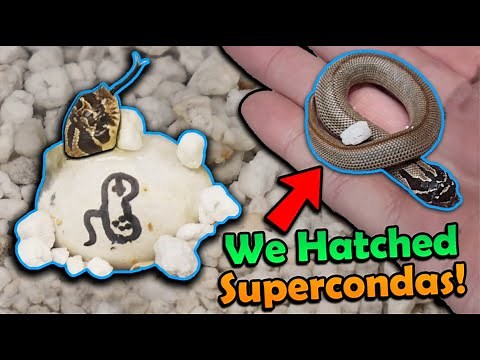 Cute Baby Hognose Snakes Hatching!