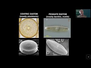 Module 11 - Phytoplankton Community Structure & Ocean Biogeochemical Cycles