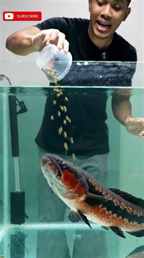 Ikan Toman di Aquarium! Strike-nya Bikin Kaget 😱🐟