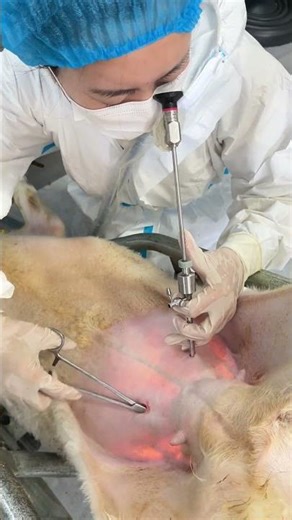 Sheep Embryo Transfer Process | Advanced Animal Breeding