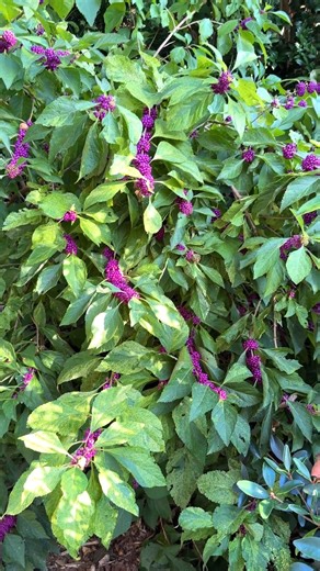 4.7K views · 235 reactions | In this video we are taking a look at...