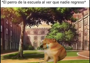 Memes del perrito cheems con diferentes frases on Reels