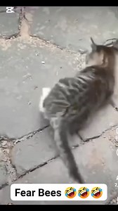 Fear Bees 🤣🤣 #vidioviral #reelschallenge #advertising | Peter Nash