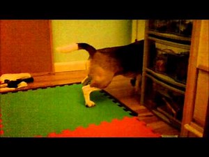 Dog pees in bedroom