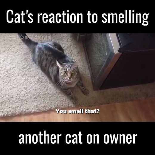 3.5M views · 31K reactions | "I know where you've been"  | UNILAD | Facebook