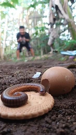 go away for a while then come back here are some milk biscuits for you millipedes
