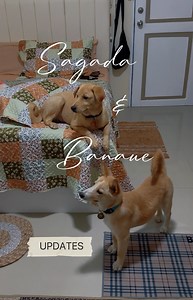 360K views · 10K reactions | Sagada & Banaue updates  領#foryoupageシ #fyp #sagadaxbanaue #midwifekarenatyourcervix | MIDWIFE KAREN at your cervix | Facebook