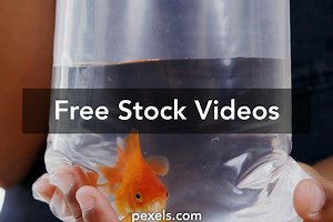 Goldfish Swimming Videos, Download The BEST Free 4k Stock Video Footage & Goldfish Swimming HD Video Clips
