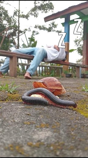 cangkang snail untuk menipu millipedes dengan pura pura tidur #millipede #snail