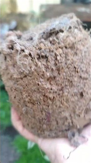 🌱pentas planting video🌱#homiegarden #shortvideo #gardening