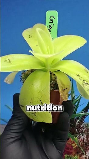 Carnivorous Plants That Eat Animals