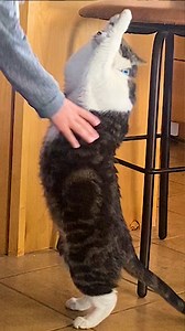 Up, please! 😻 | The Dodo