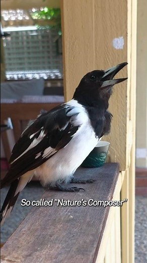 Wild Bird Singing: so called "Nature's Composer"