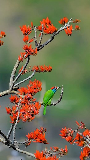 1.3K views · 305 reactions | “Blue throated barbet— the bird that brings the jungle to life with its bold colours & bold call” . - Chhaki Mod, Himachal (April 2025) - Shot on Nikon Z8, Z600mm f/4 . . #nikonindiaofficial #bluethroatedbarbet #barbet #birder #birding #birdvideos #birdreels #nikon600mmf4 #nikonshooter #nikkorlens #wildbirdsofinstagram #colourfulbirds #wildlife_captures #nikonglobal | Gagan Gyan | Facebook