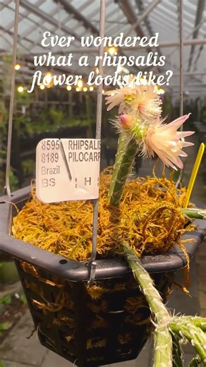 Rhipsalis flower 👀 #plants #flowers #houseplants #succulent #cactus #plantcare #bloom #rhipsalis