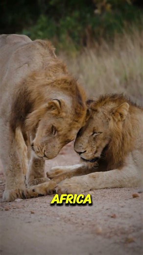 What is the most DEADLY animal? #animals #facts