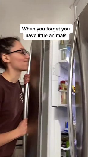 Adorable Chinchilla Moments: Betrayal, Laughter, and Cuteness