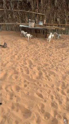 Fast Hunting Dog Chasing Rabbit in the Wild 🐕🐇 | Real Hunt #shorts#hunting #dog #wildlife #trending