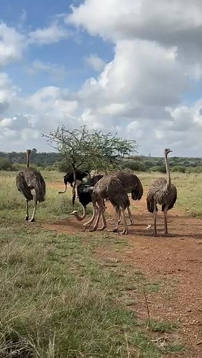 2.3K views · 43 reactions | Maasai ostrich | Nick Njuguna | Facebook
