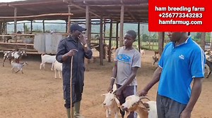 4.3K views · 225 reactions | goats housing and how to check right animals to stock or disporsing off By hamiisi semanda | Ham Animals Breeding Farm | Facebook