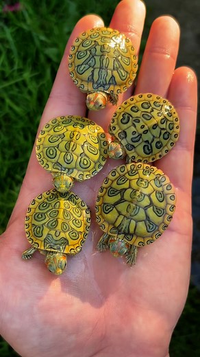 161K views · 10K reactions | Shell art straight from nature’s gallery ✋️‍ #turtles #reptiles #naturelovers #wildlifephotography #animallovers #beautiful #planetearth #nature_perfection #animalsco #earthpix #bbcearth #discoverearth #fblifestyle | Aquamike23 | Facebook