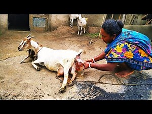 Goat Giving Birth To Baby Goat. Amazing Village Goat Giving "BIRTH"