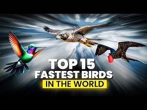 The 15 Fastest Birds in the World | Birds that Fly the Fastest | Top 15 Fast Birds | Birdie Learning
