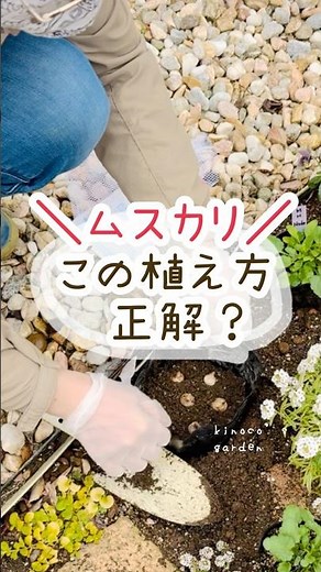 ムスカリこの、植え方正解？