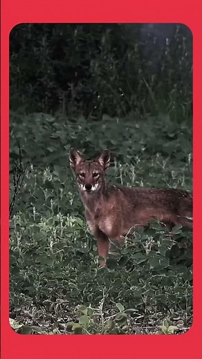 hunting ll child ll Coyote ll shut
