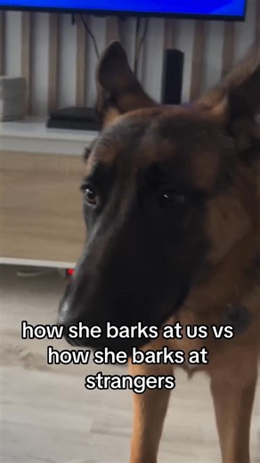 The personality change😂 | German Shepherd Universe