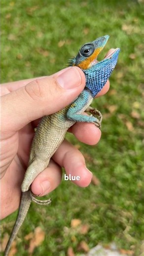 Discovering the Ice and Fire Dragons of Saigon 🇻🇳