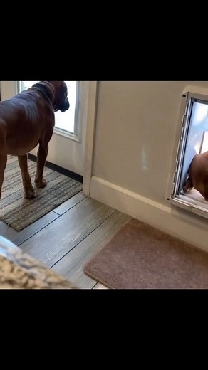 327K views · 6.7K reactions | To Day Best video ❤️ #boxerpuppy #boxerdogcentral #boxerdogfans #boxerdog #boxerdogsofinstagram #boxerpuppies #boxerlove | Boxer Fans | Facebook