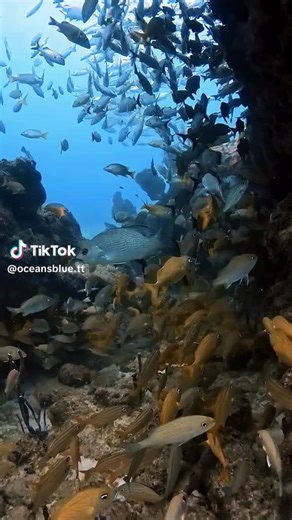 Roderic mackay (@rodericmackay2)’s videos with original sound - Roderic mackay