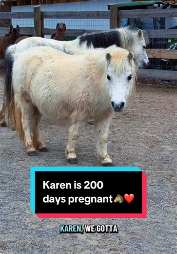 Karen is 200 days pregnant🐴❤️ | katie van slyke