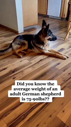 German Shepherd Weight: How Much Bigger Will He Get?