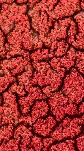 Human blood under the microscope 🔬 #Shorts #Science #Cells #Biology