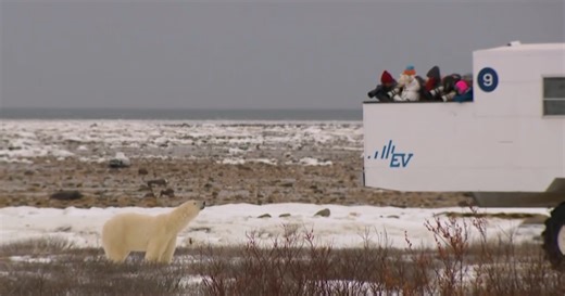 Polar bears under threat as glaciers melt faster