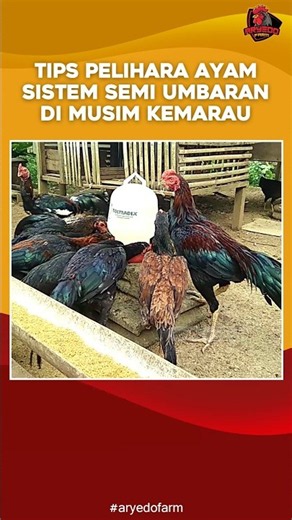 Tips for Raising Free-Range Chickens During the Dry Season