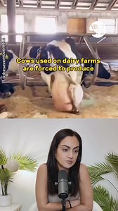 8.3K views · 516 reactions | Cows aren't machines, they are mothers....