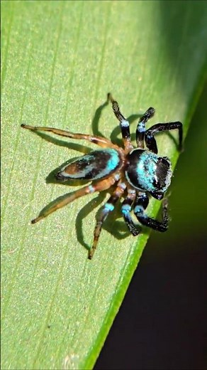 Thiania bhamoensis, commonly known as a metallic blue jumper or fighting spider #arachnology #spidee