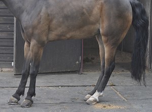 How to reduce the risk of laminitis in horses - Horse & Hound