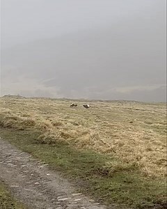 A unique wildlife experience- black grouse lekking is a spectacular sight to witness on traditionally managed moorland - where male black grouse gather in open areas, known as leks, to display and compete for mates during the breeding season. These displays typically occur at dawn and dusk and involve elaborate dances, vocalizations, and territorial behavior. #wehavewildlife #blackgrouse #blackgrouselek #habitatmanagement #managedmoorland #conservation #birdlovers #socaberlady #rspbscotland #bbc