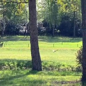 Day 33 of guess the hole. Something a bit different today. Which hole was the buzzard having his lunch on? | Bearwood Lakes Golf Club