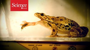 We're learning more about how frogs' tongues work: http://scim.ag/2k4q63T | Science