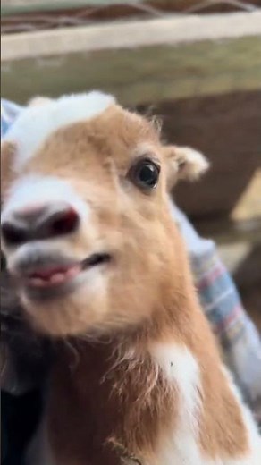 Baby Goat Bleating Sounds 🐑🔊 The Cutest Noises Ever! #cutefarmanimal #animals #cute