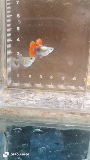 pdert sb🇵🇭🇵🇭