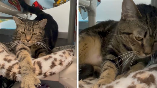 11K views · 330 reactions | PET OF THE WEEK! Sound up for chirps and purrs! Java is enjoying some big streches and biscuit making this afternoon. Come by the shelter to meet this sweet lady. Java is a little shy at first, with patience and some sweet talking she could be your new feline bestie! #AdoptLansing #AdoptJava | Capital Area Humane Society | Facebook