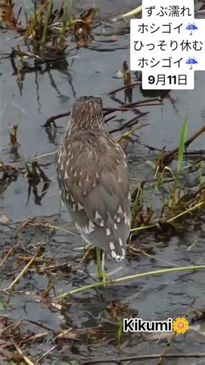 ホシゴイ(星五位、ゴイサギ幼鳥)成鳥58cm留鳥2026.9.11関東で撮影🌧️☔#ホシゴイ#ゴイサギ#ペリカン目#川#野鳥 #自然観察