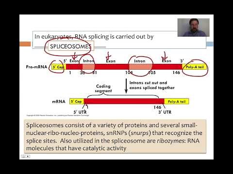 DNA: Transcription and Translation